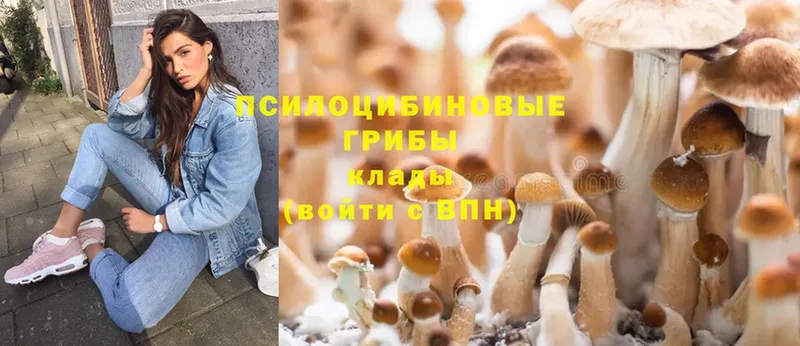 что такое   Пошехонье  Галлюциногенные грибы Psilocybine cubensis 